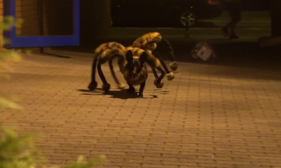 Giant Mutant Spider Dog Prank Will Scare The Web Out Of You [Video]