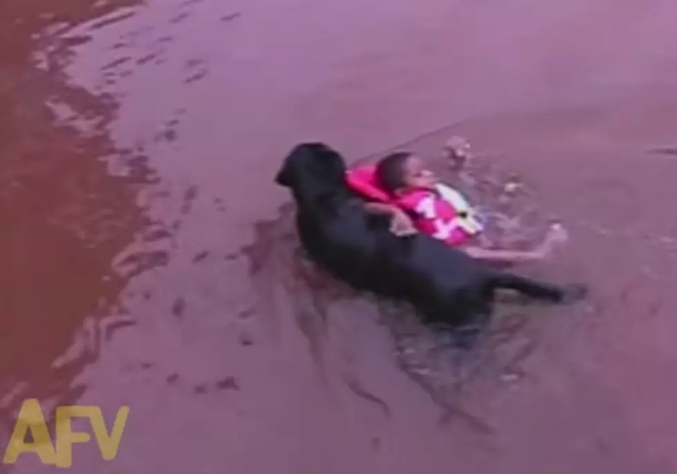 Rescue Dog Saves Kid Who Doesn’t Need Saving [Video]