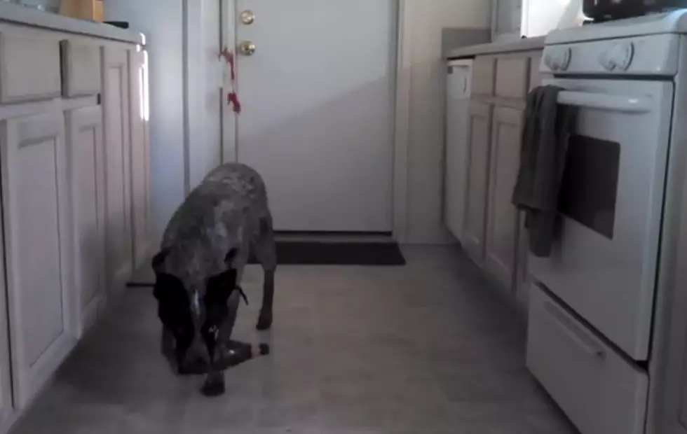Dog Brings Owner An Ice Cold Beer &#8211; Your Move, Cats [Video]