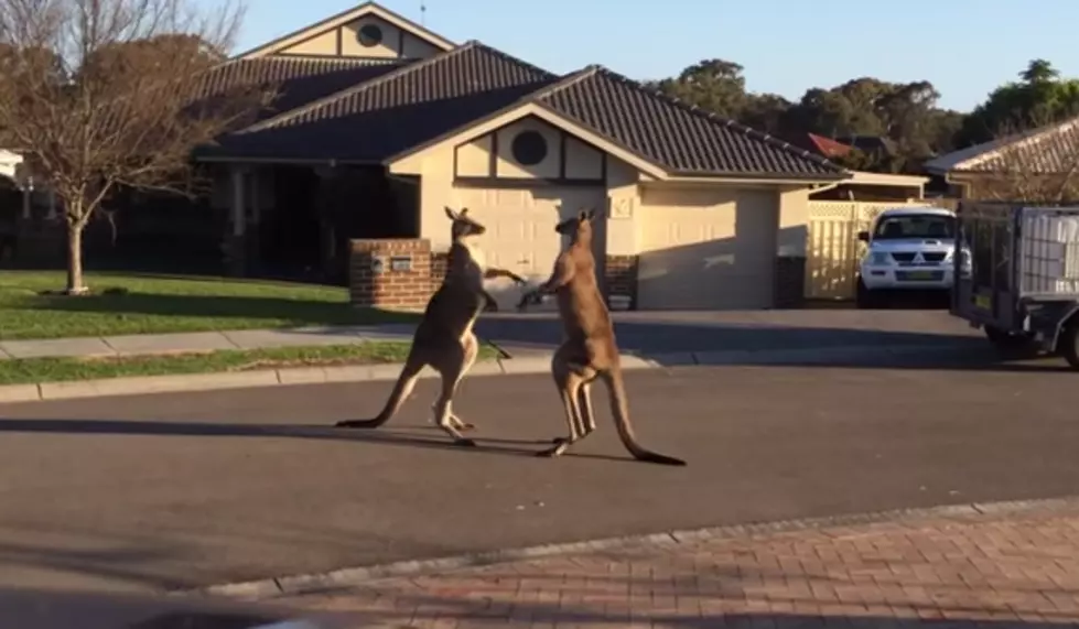 Two Kangaroos Have An All-Out Street Fight, Aussie Style [Video]