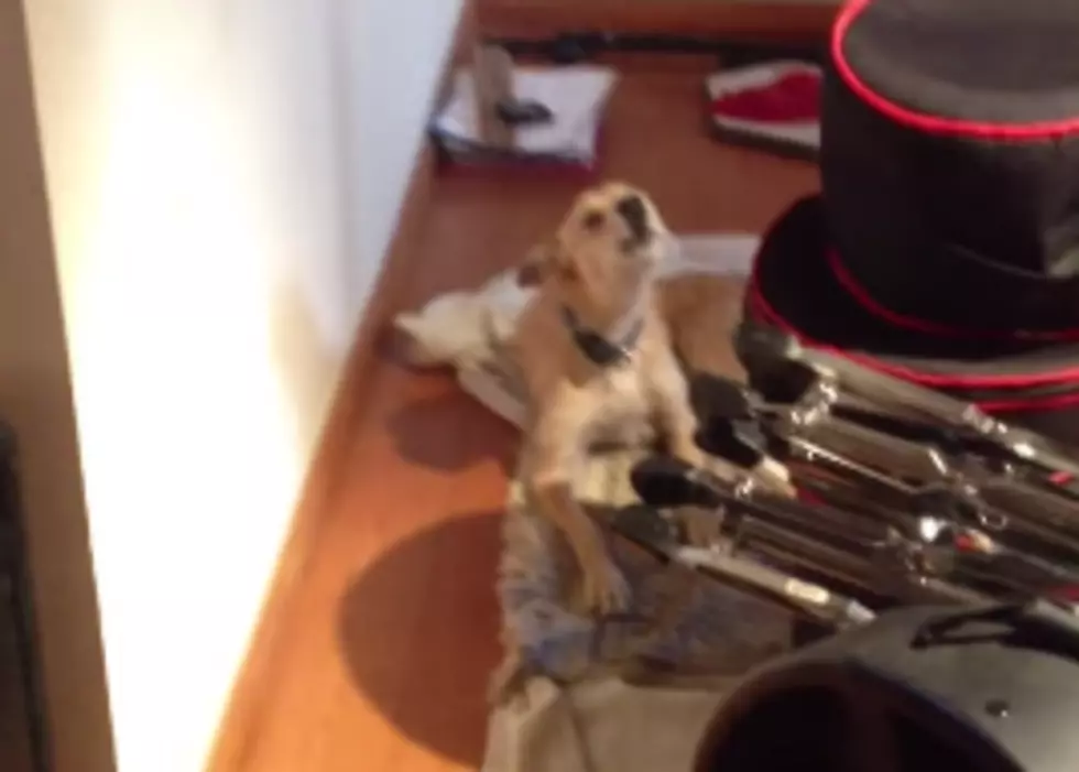 Dog Awesomely Sings The Blues [Video]