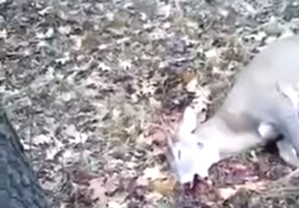 Deer Plays Dead, Scares The Crap Out Of Hunter [NSFW Video]