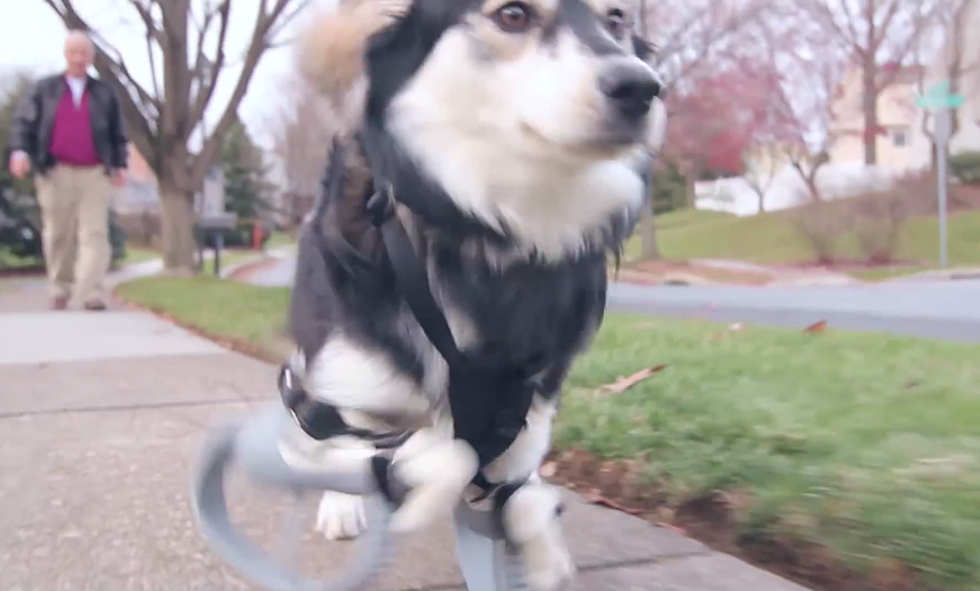 3D Printing Helps This Dog With No Arms To Run Again [Video]