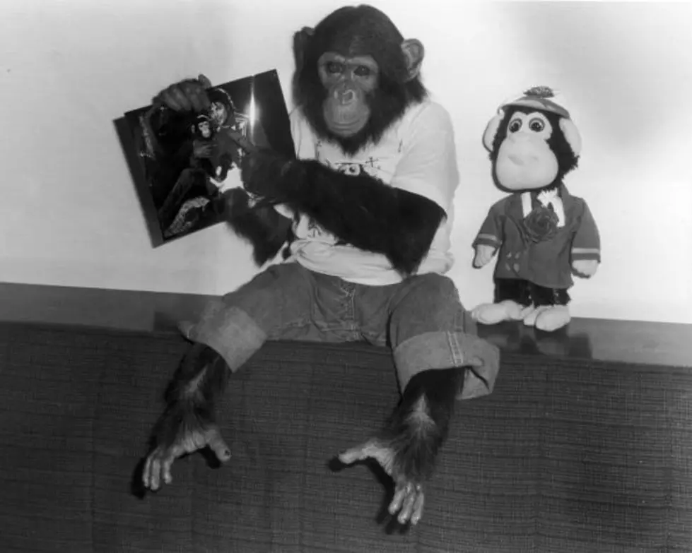 Scientist Speaks Chimpanzee – Teaches You To Say ‘Hello’ In 10 Secs [Video]