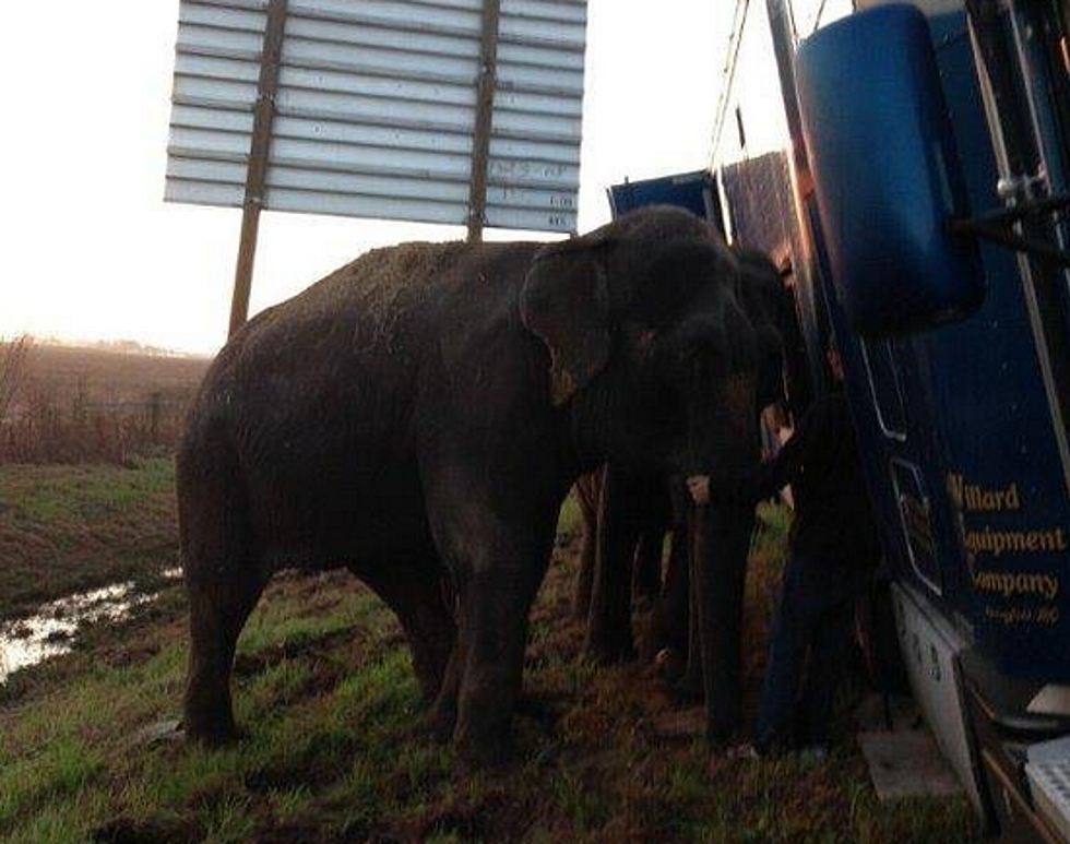 Elephants Stop 18-Wheeler From Tipping Over On Interstate 49