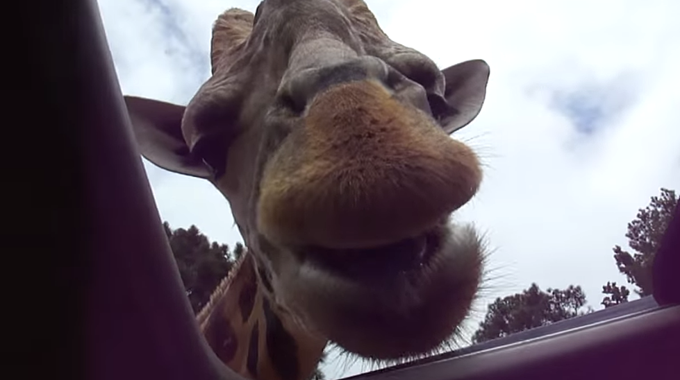 Giraffe Steals Family Food While At The Zoo [Video]