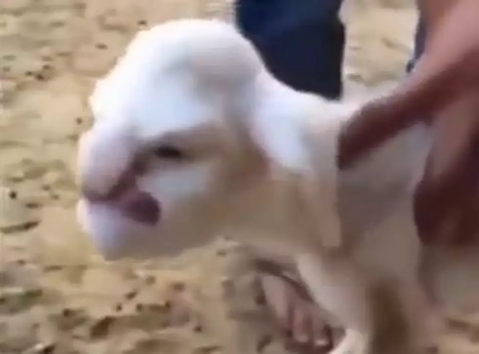 Lamb Born With A Human-Like Face Could Be Your New Nightmare Fuel [VIDEO]