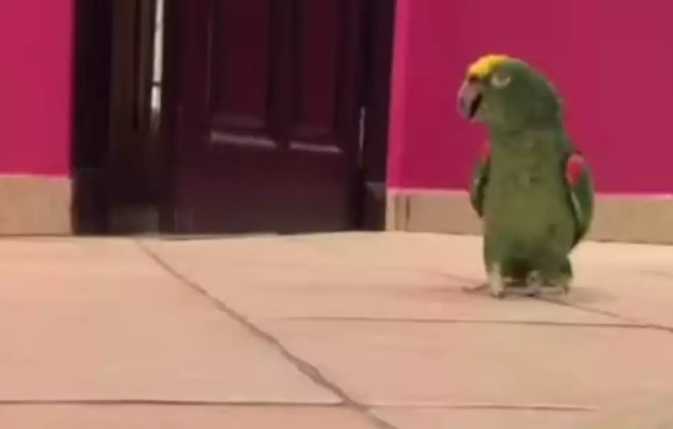Bird Escapes & Laughs Like A Super-Villain [Video]