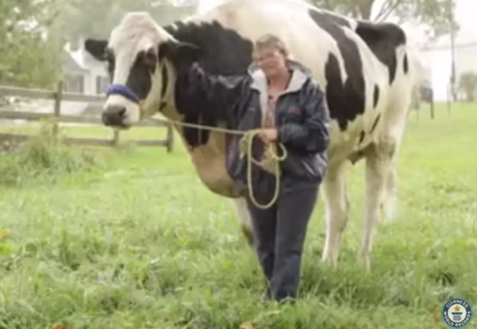 Here&#8217;s Blosom &#8211; The Tallest Cow To Ever Live [Video]