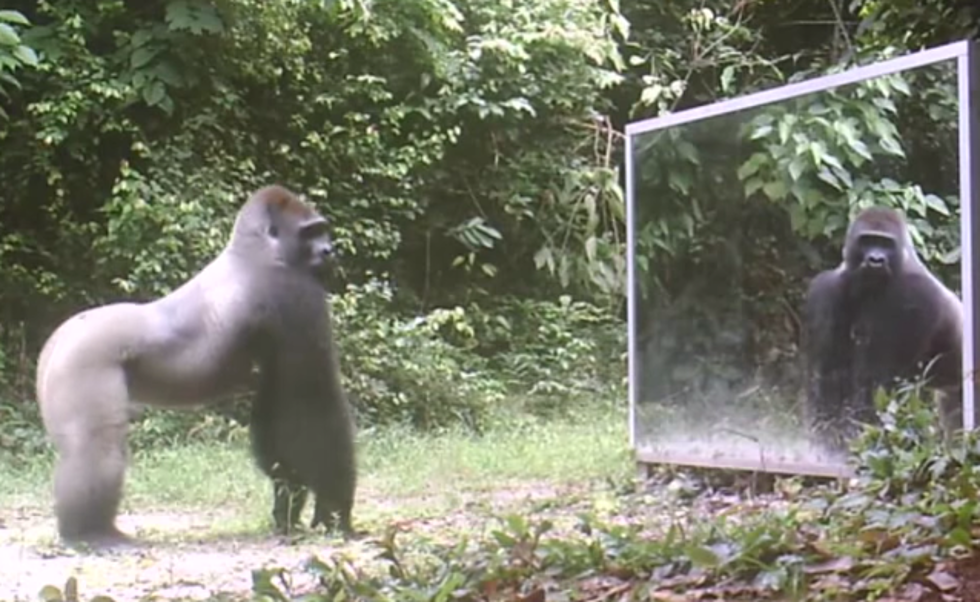Animals Seeing Themselves In Mirrors For The First Time Produce Great Reactions [Video]