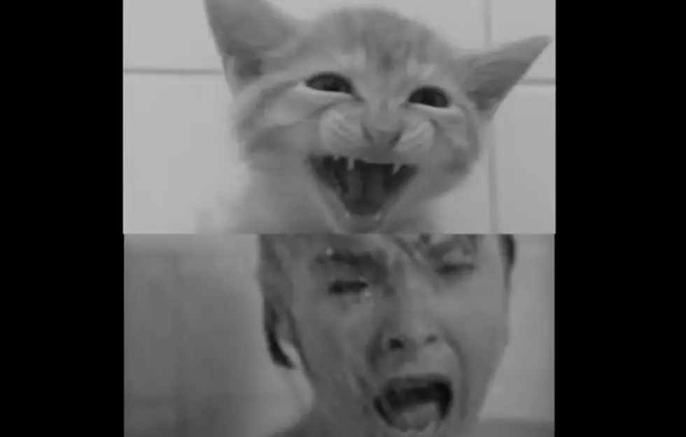 Shower Scene From ‘Psycho’ Recreated With Cats Because The Internet [Video]