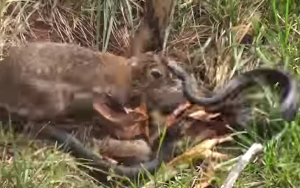 Momma Rabbit Beats The Crap Out Of Snake That Attacked Her Babies [Video]