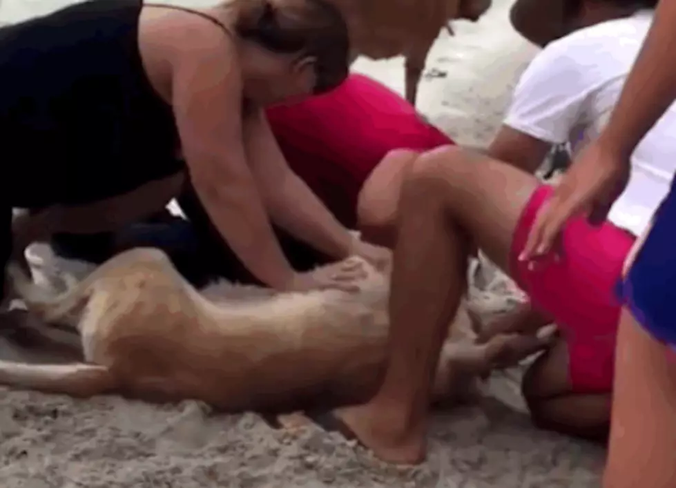 Woman Amazingly Resuscitates Dog Using CPR [Video]