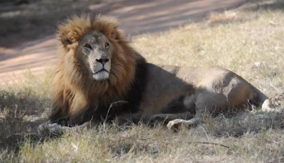 Louisiana Dentist Receives Death Threats After Mistaken Identity In Cecil The Lion Killing