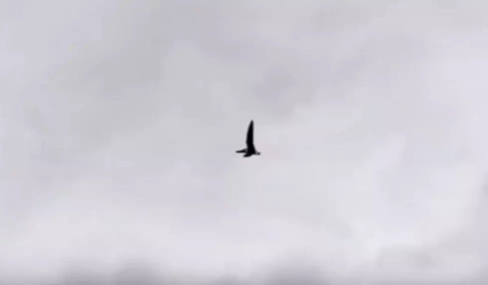 Is This A Real Pterodactyl Flying Over Idaho? [Video]