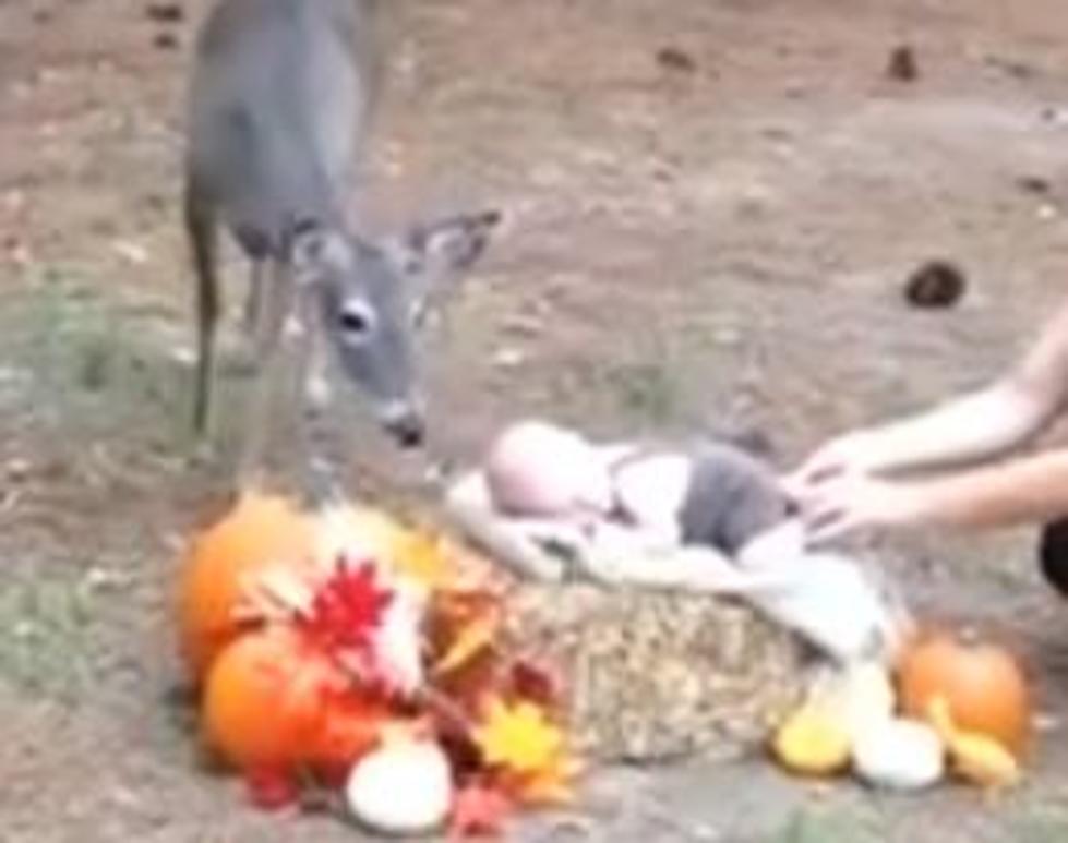 Deer Adorably Photobombs Lake Charles Newborn’s Photo Session [Watch]