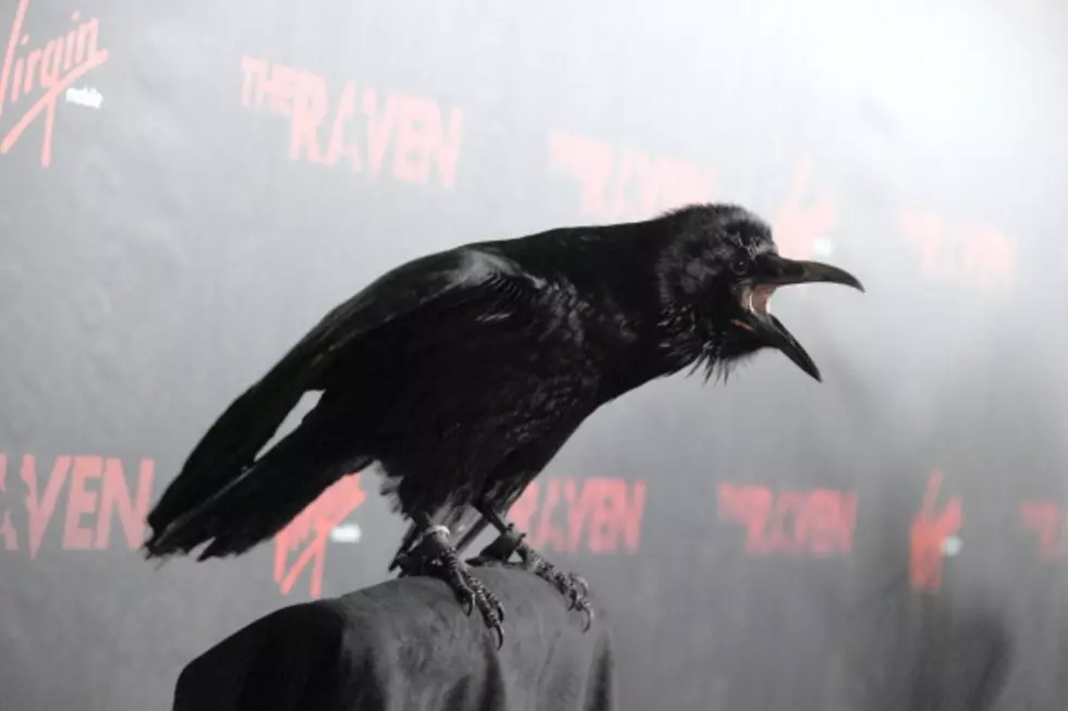 Ravens Have Excellent Diction [Watch]