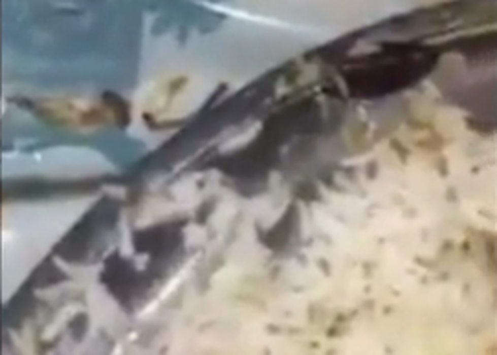 Man Finds A Bug In His Food At Restaurant [Video]