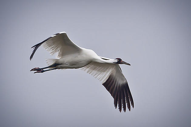 Louisiana&#8217;s First Wild Whooping Crane Since 1939 Has Hatched
