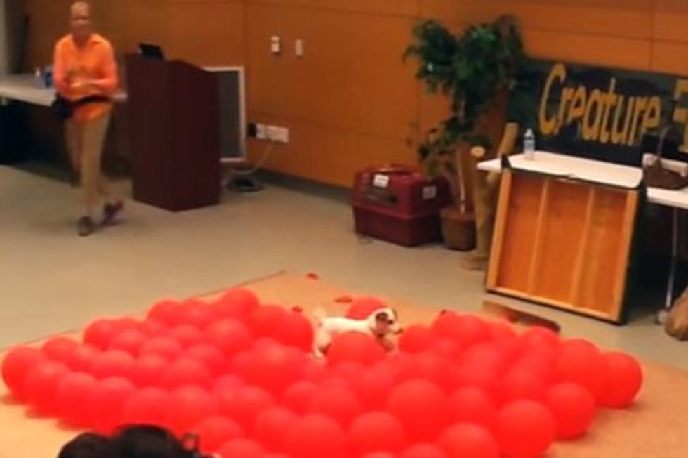 Awesome Dog Sets Guinness World Record [Watch]