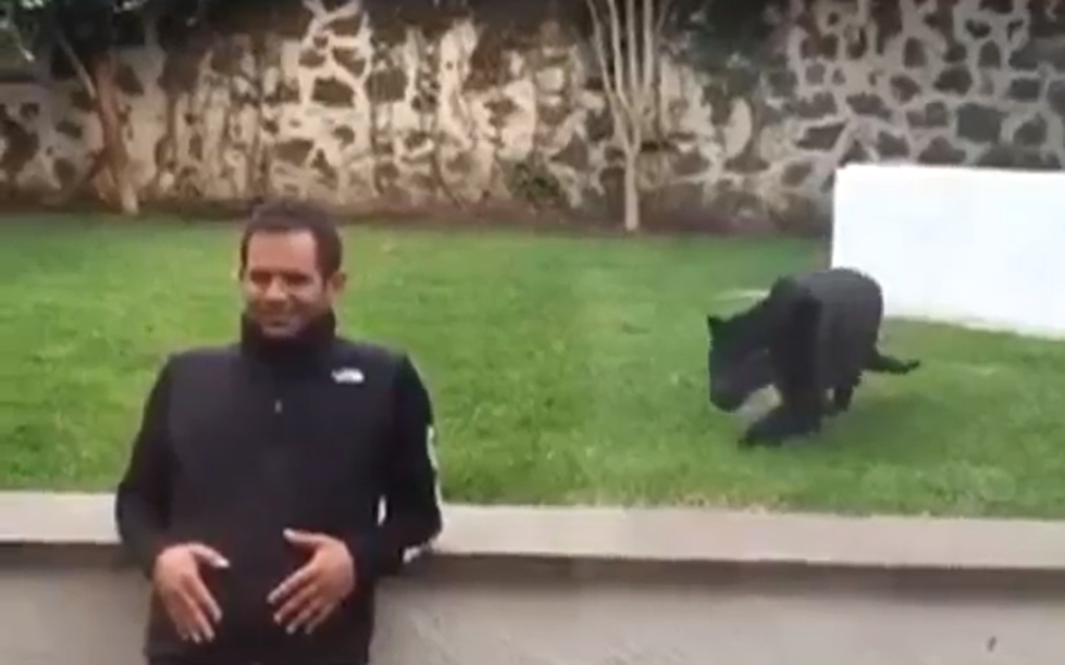 Panther Gives This Man A Sneak Attack Pounce [Video]