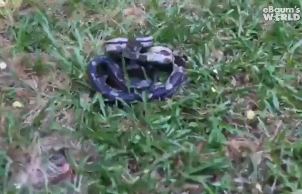 Oblivious Woman Comes Inches Away From Being Bitten By Poisonous Snake [Watch]