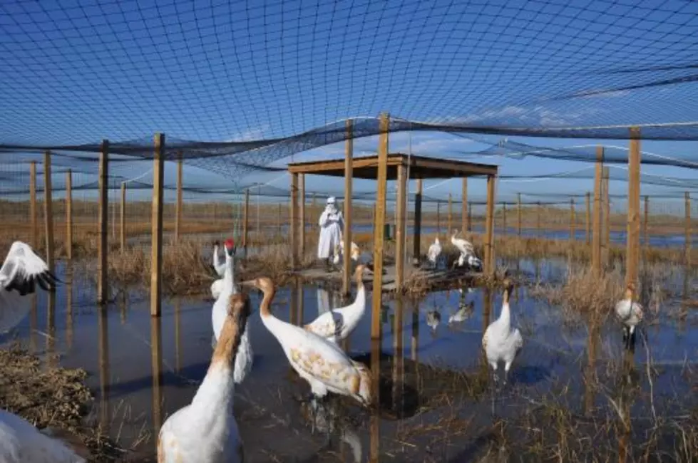 $9K Reward For Information About Shooting Of Endangered Whooping Cranes In Acadia Parish