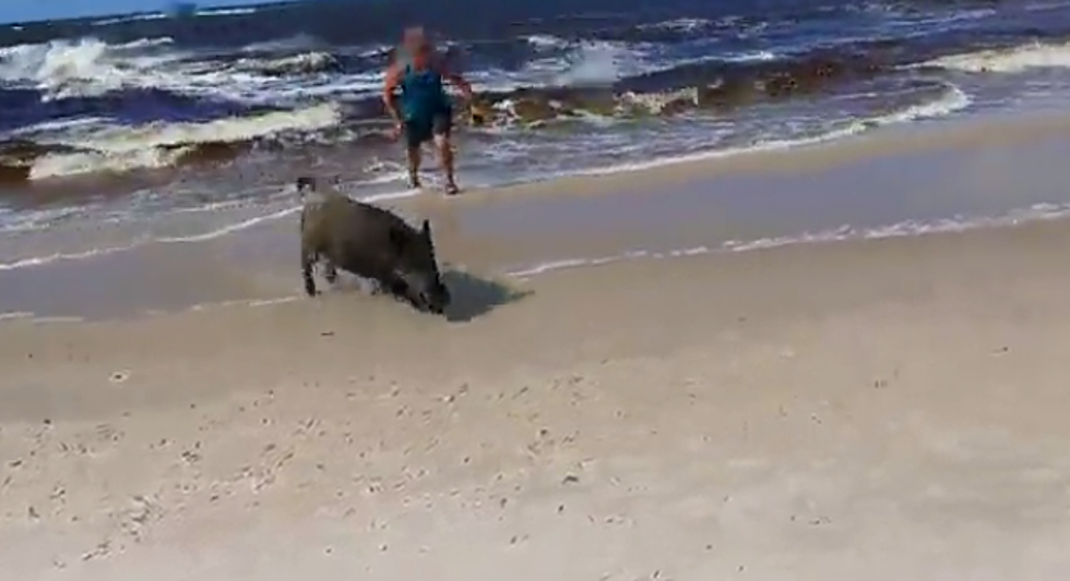 Wild Boar Stuns Everyone On Beach By Emerging From The Ocean [Video]