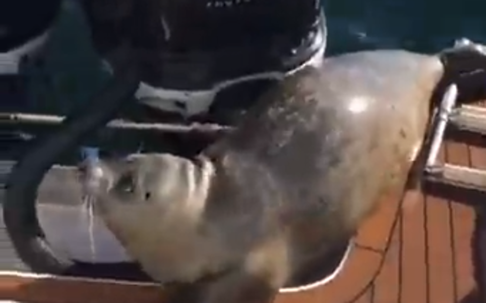 Seal Jumps Into Boat To Escape From Killer Whales [Video]