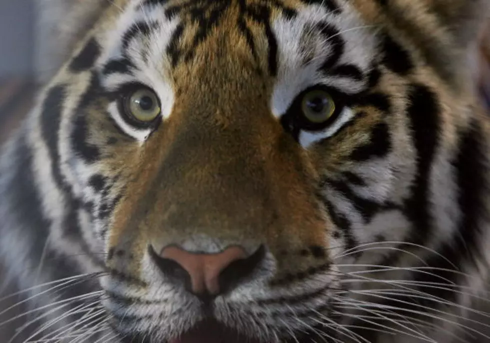Videographer Compiles Great Mike VI Footage In Touching Tribute [Watch]