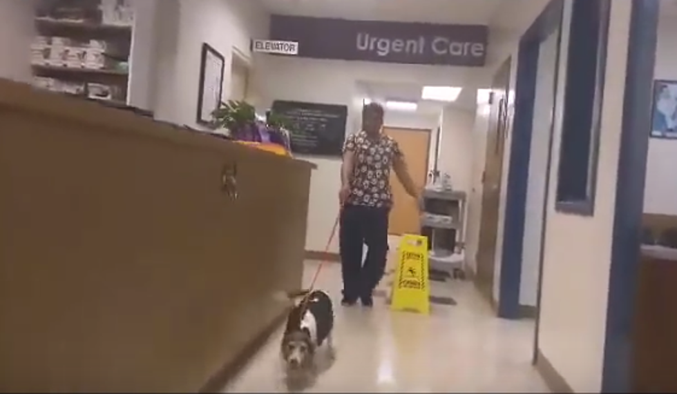 Dog Sounds Just Like A TIE-Fighter After Vet Visit [VIDEO]