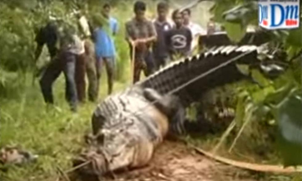 17-Foot 2,000 Pound Crocodile Found In Canal In Sri Lanka [Video]