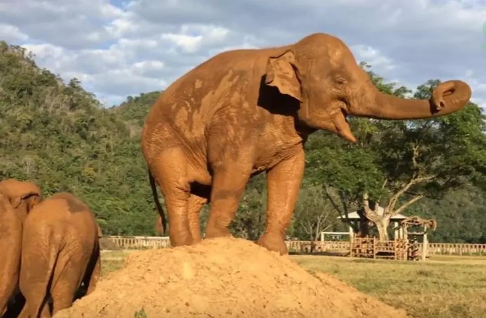 Elephant Farts On Head Of Bully [Video]
