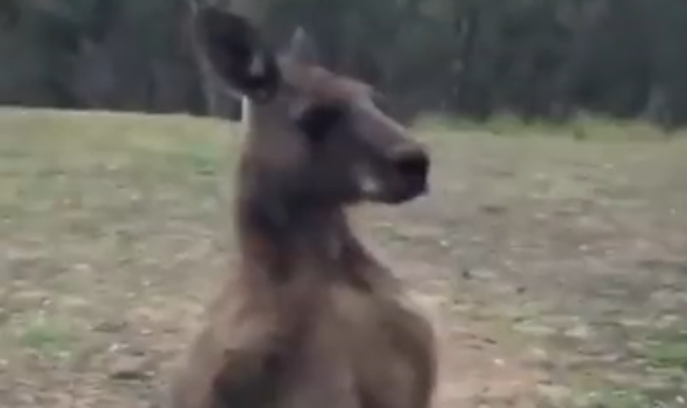 Kangaroo Comes Looking For Revenge After Being Punched [Video]