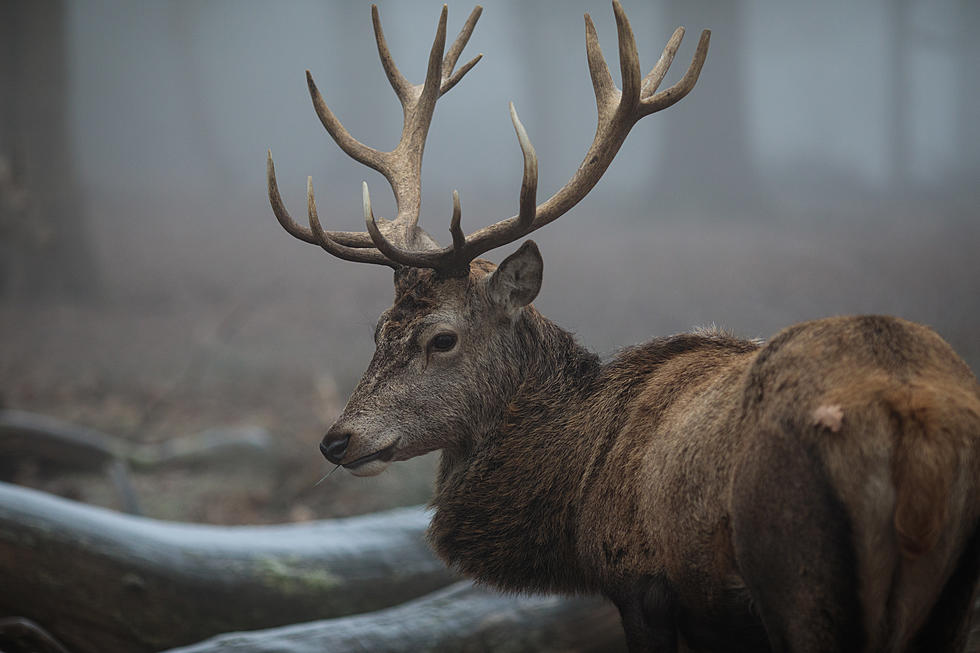 Out Of State Deer Carcass Ban Goes Into Effect On Wednesday