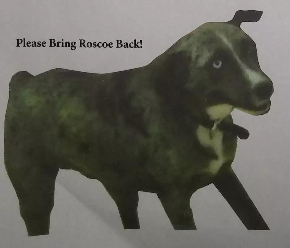 Dog Snatched From Bourbon Street Cafe In Jennings [Pics]