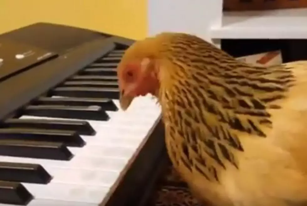 The Most Patriotic Chicken Ever Pecks It’s Way Through ‘America The Beautiful’ [Video]