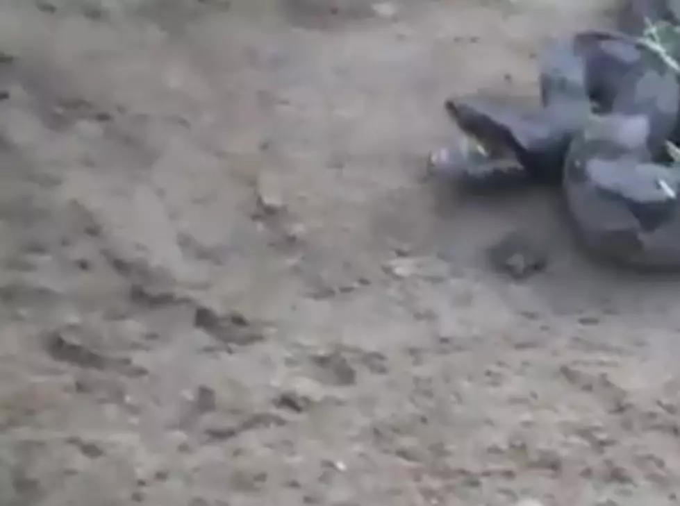 Giant Snake Eats Porcupine With Instant Regret [Video]