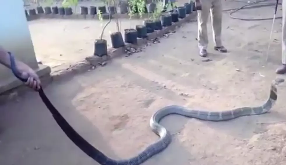 Rescued 12 Foot Long King Cobra Drinks Water Out Of A Bottle [Video]