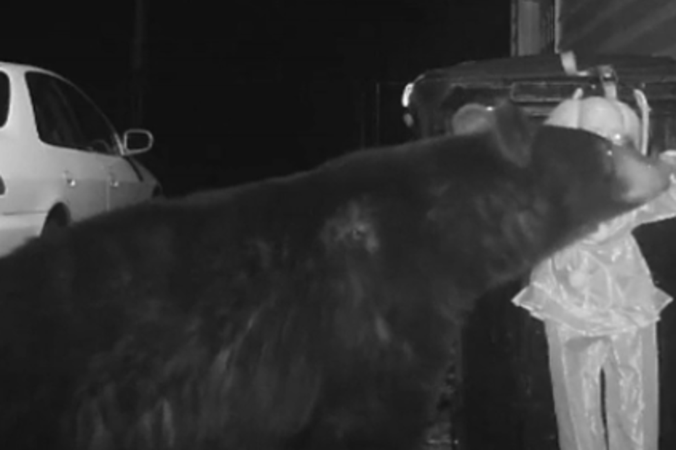 Guy Devises Perfect Plan After Bear Keeps Eating His Trash [Video]