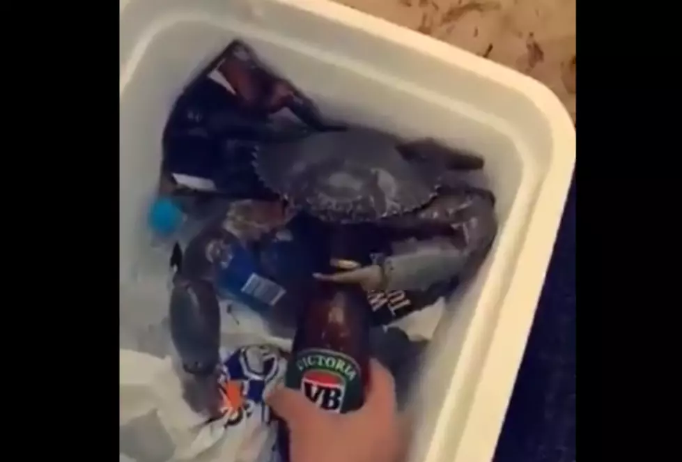 Genius Guy Gets Crab To Open Beer For Him [Video]
