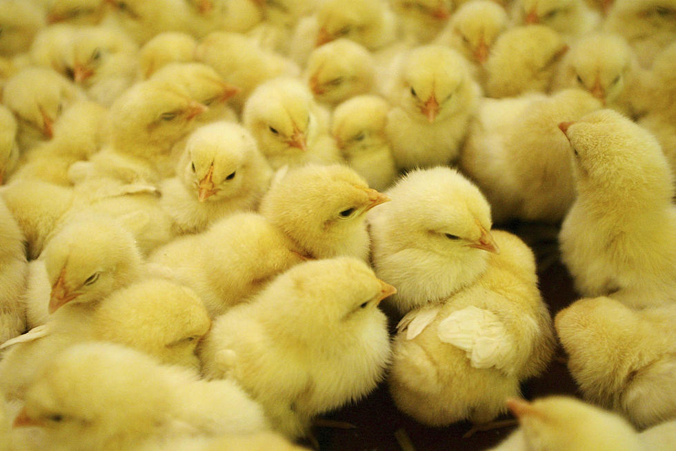 Japanese Students Grow Chicken Outside Of Egg In Cellophane [Video]