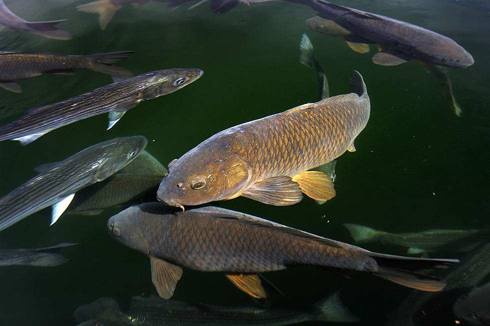 Texas Man Rescues Large Fish Displaced By Flood Waters [Video]