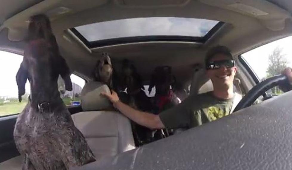 Dogs Excited When Owner Brings Them To A Place They Remember As Puppies [VIDEO]