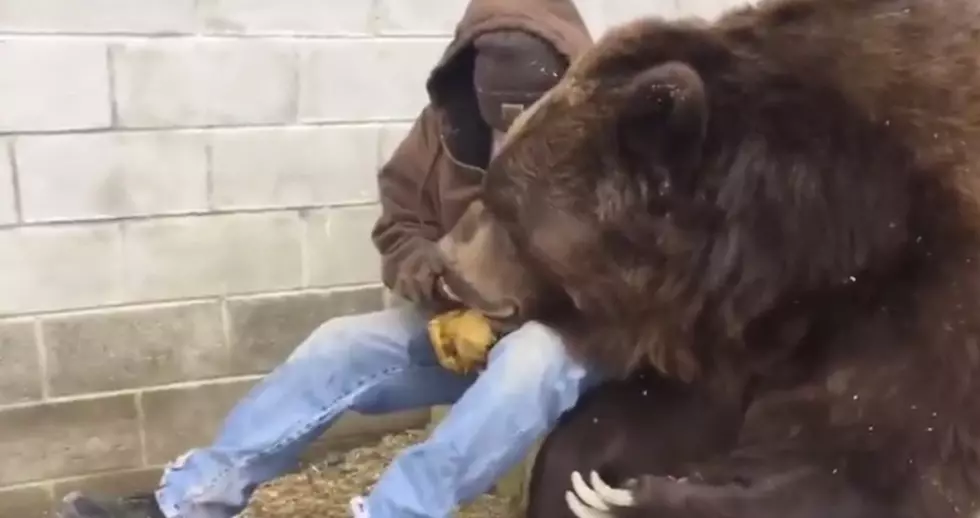 This Guy Comforts A Sick 10-Foot Kodiak Bear [VIDEO]
