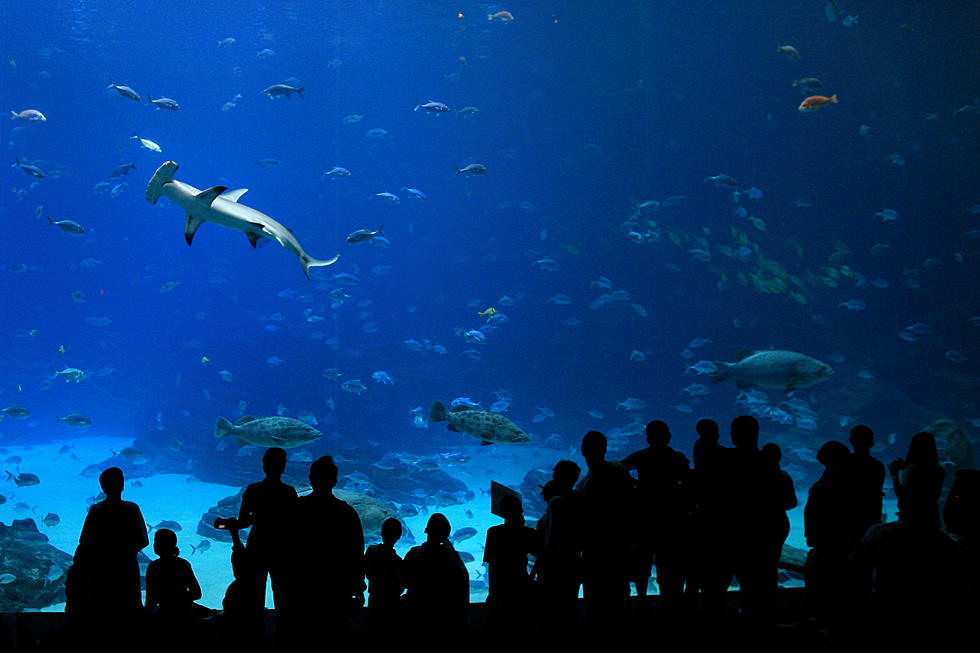 Hammerhead Shark Eating A Guys Arm [Graphic Video]