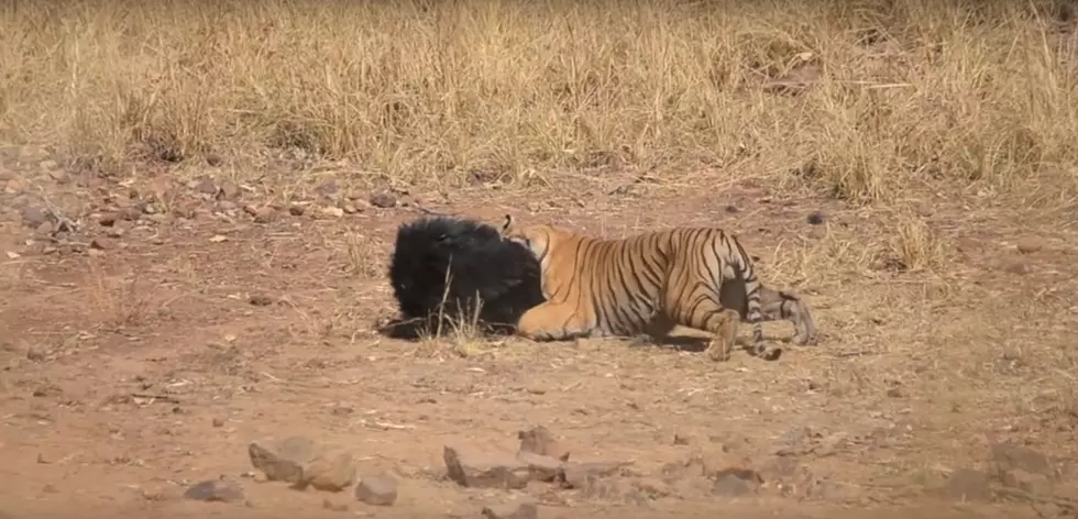 Bear Defends Her Young From A Giant Tiger In India [VIDEO]