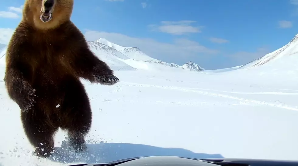 People On Snowmobiles Tempt Fate By Messing With A Big Bear [VIDEO]