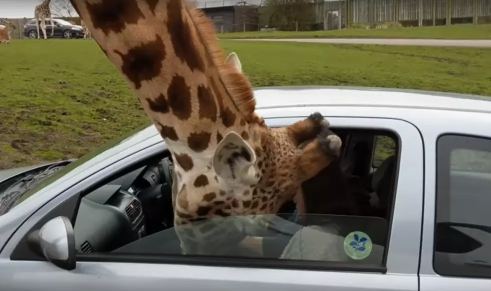 Giraffe’s Head Gets Stuck In A Car Window And Smashes Out [VIDEO]