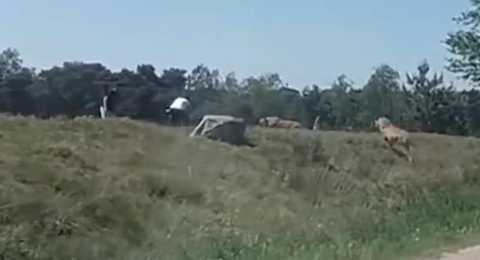 Family Gets Chased By A Pack Of Cheetahs At Safari Park [VIDEO]